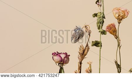Dried flowers on a beige background