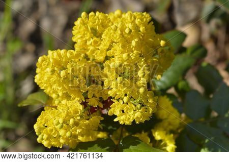 Oregon Grape - Latin Name - Berberis Aquifolium (mahonia Aquifolium)