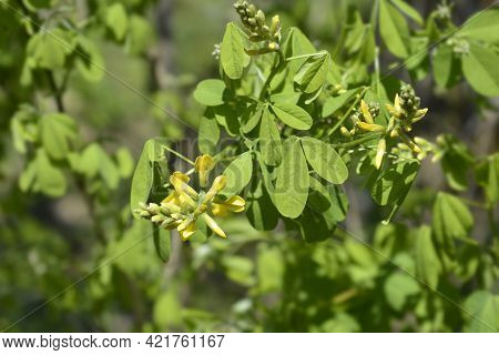 Dalmatian Laburnum Flower Buds - Latin Name - Petteria Ramentacea