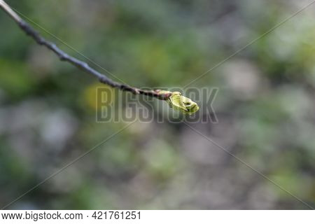 American Chestnut Branch With New Leaves - Latin Name - Castanea Dentata