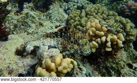 Stocky Hawkfish Or Whitespotted Hawkfish Or Large Hawkfish (cirrhitus Pinnulatus) Undersea, Red Sea,