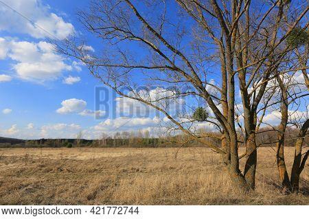Sunny spring landscape with leafless trees on dry grasland