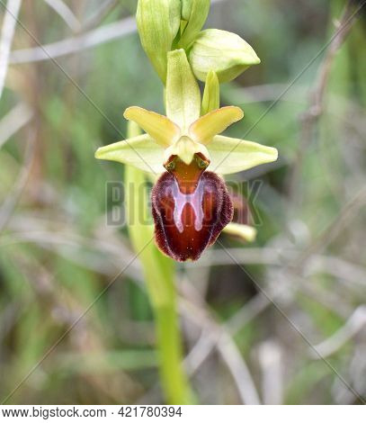 Spider Orchid (ophrys Sphegodes) With Velvety Dark Brown Lip And Hatchet Shape. Sunny Day In Grass M