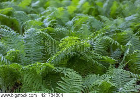 Bright Green Fern On A Summer Sunny Day In The Forest