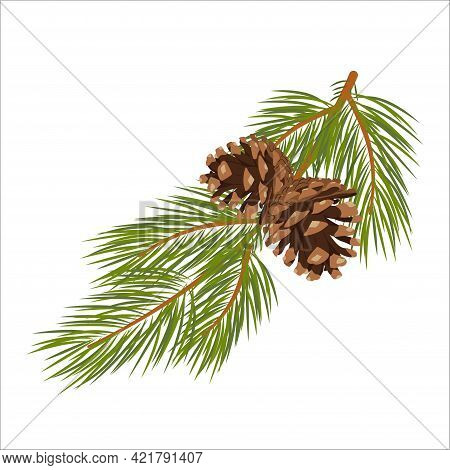 Vector Christmas Tree Branches With Cones. Green Lush Spruce Branch. Pine Branches. Isolated Illustr