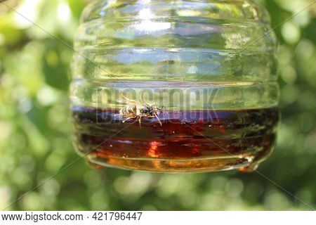 A Wasp On A Wasp Trap In The Garden