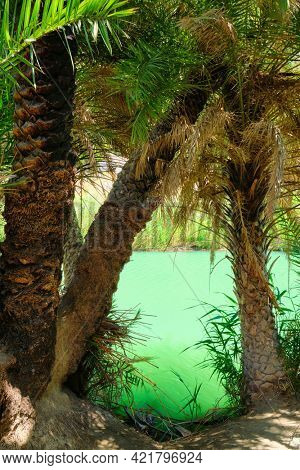 Palm tree forest of Cretan date palm Phoenix theophrastii and Megalopotamos river of Preveli, Crete island, Greece. Tracking shot