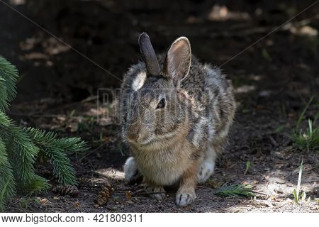 The Eastern Cottontail Rabbit In Nature Park