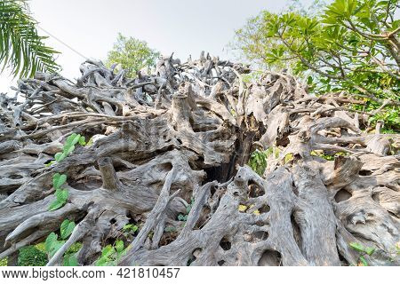 Big Dry Dead Tree Root, White Gray Dry Patterned Twisting Tangled Roots Of An Old Dead Tree.