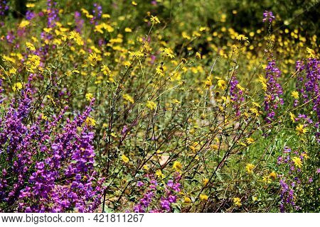 Chaparral Plants And Wildflowers During Spring On A Lush High Desert Plateau Taken At A Chaparral Wo