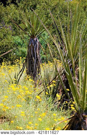 Chaparral Shrubs Including The Yucca Plant Surrounded By Spring Wildflowers On The Southern Californ