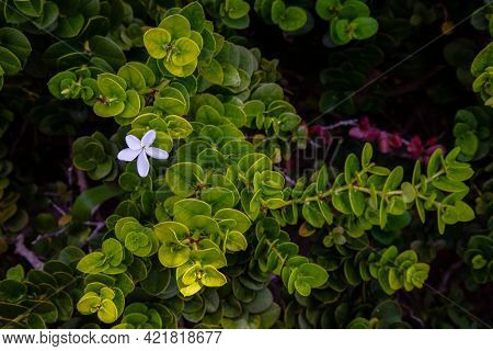 Carissa Macrocarpa. White Flowers And Green Leaves Background, Natal Plum Carisse, Shrub Native To S