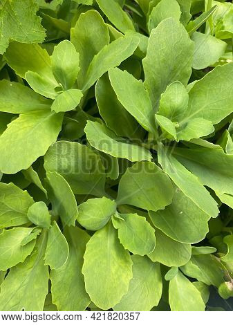 Orpine Green Leaves Close Up View Of It