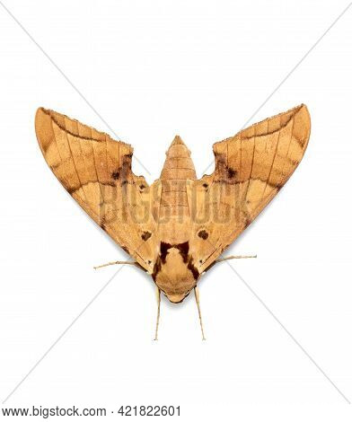 Image Of Brown Moth (ambulyx Iiturata) Isolated On White Background. Butterfly. Animal. Insect.