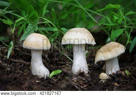 Edible Mushroom Calocybe Gambosa Commonly Known As St. Georges Mushroom - Czech Republic, Europe