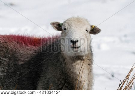 Herdwick sheep at the snowy Lake District in Scotland