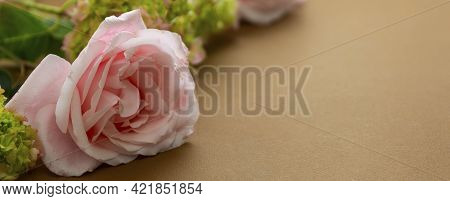 Floral Baner. Pink Rose And Green Hydrangea, Brown Background With Copy Space For Text.