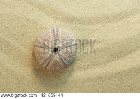 Top View Of Shell Of  Black Sea Urchin; Arbacia Lixula On Sand