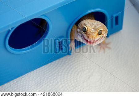 Adult Eublefar Lizard Licks Its Lips And Peeking Out Of His Plastic Blue House. Concept Of Keeping L