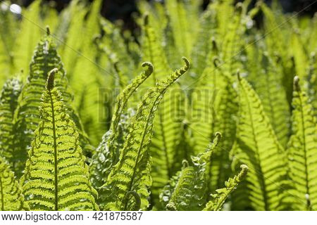 Full Frame Image Of Bright Green Fern Fronds In The Morning Sun
