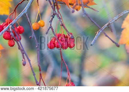 Autumn Hawthorn Branch With Red Berries And Yellow Green Leaves On A Blury Background. Autumn Leaf C