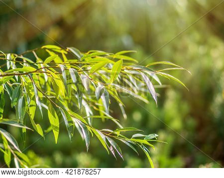 Willow Or Salix Fragilis Tree Branches With Fresh Green Leaves On Blue Sky Background. Willow, Also 