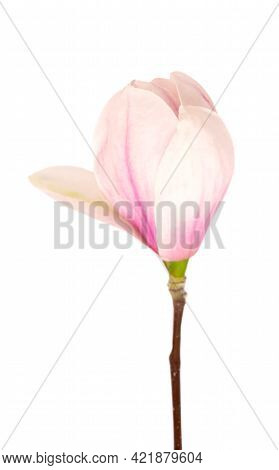 Magnolia Flower Isolated On White Background. Beautiful Spring Flowers.