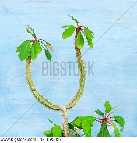 Wonderful Euphorbia Leuconeura Succulent Plant With Juicy Green Leaves And High Branches Grows On Li