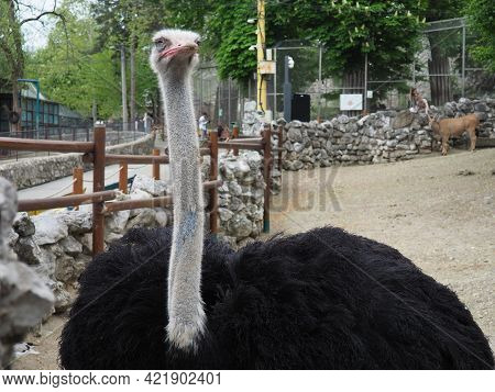 Belgrade, Serbia, April 25 2021 African Ostrich, Masai Ostrich, Stretched Out Its Neck. The Largest 