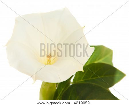 Datura
