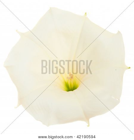 Datura