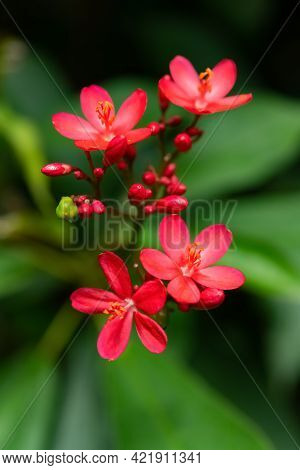 Beautiful Blooming Jatropha Integerrima Jacq Close Up Vertical Composition