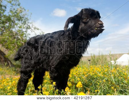 Little Black Kid
