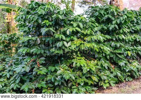 Coffea Tree In Coffee Plantation In Agriculture Farm On Doi Chang, Chiang Rai Province Of Thailand. 