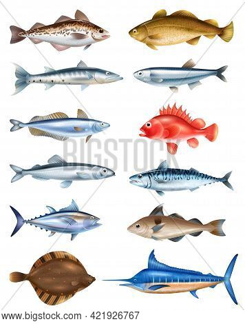 Sea Fish Realistic Set With Different Types Symbols Isolated Vector Illustration