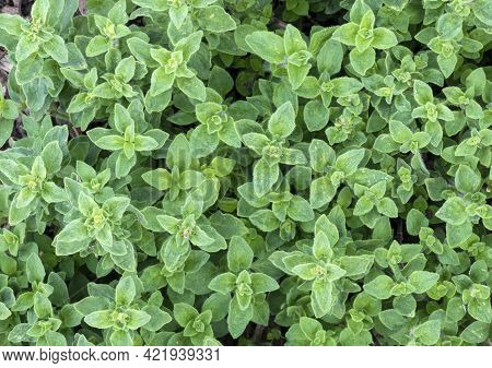 Full Over Head Image Of Oregano Growing Fresh In A Garden Or Allotment , Used For Greek, Italian And