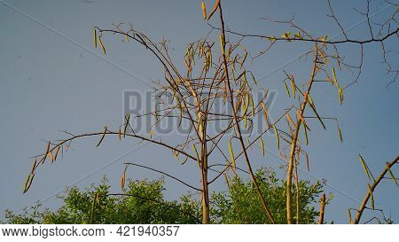 Dry Horse Radish Or Drumstick Or Moringa Fruits Hanging On Tree. Horseradish,drumstick Or Moringa Ol