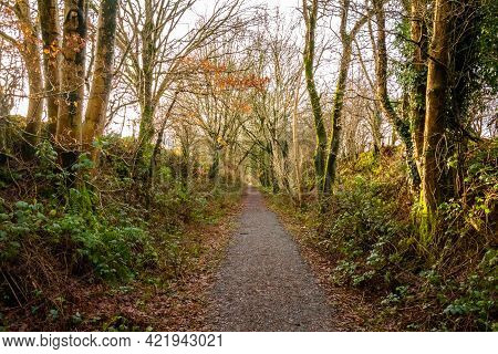 Woodland Trail Along The Old Paddy Line Or Galloway Railway Line In Winter, Dumfries And Galloway, S