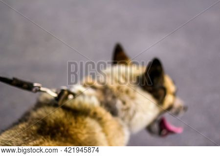 Defocus Close-up Of The Back Of The Huskys Head, Siberian Laika. Yellow Grey Hair On The Head Of A P