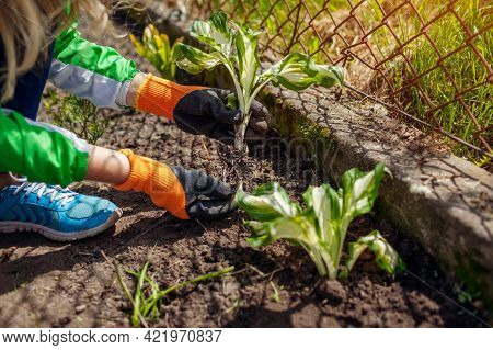 Transplanting Variegated Tricolor Hosta Shade Tolerant Plant In Spring Garden. Gardener Holding Plan