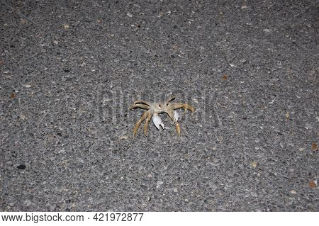 Ghost Crab Making His Way Across The Asphalt On Assateague Island, Maryland.