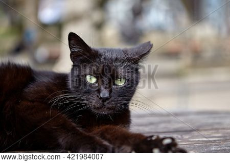 Stray Black Male Cat Is Resting On Table In City Park.