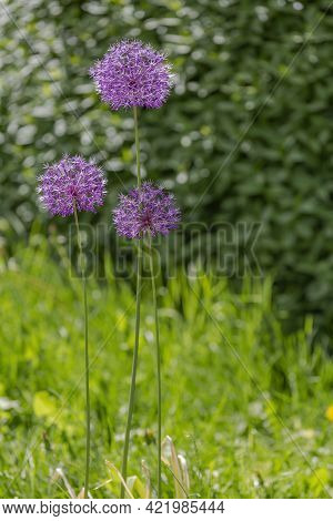 Perennial Bulbous Herb Allium Wallichii During Flowering