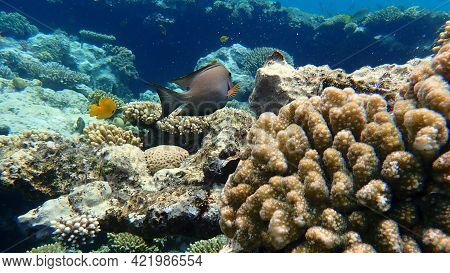 Striated Surgeonfish (ctenochaetus Striatus) Undersea, Red Sea, Egypt, Sharm El Sheikh, Nabq Bay