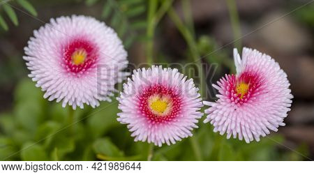 Thousand-beautiful Flowers With Different Pink Sands And Yellow Tones