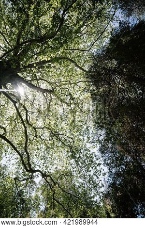 Giant Redwood Tree View From Below To The Sky Through The Branches.