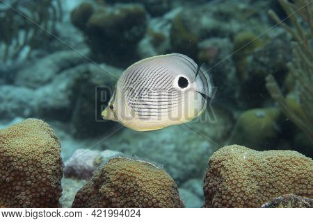 Foureye Butterflyfish On Coral Reef Off The Tropical Island Of Bonaire In The Caribbean Netherlands.