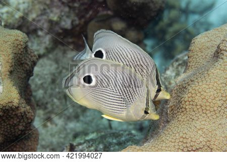 Pair Of Foureye Butterflyfish On Coral Reef Off The Tropical Island Of Bonaire In The Caribbean Neth