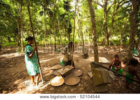 BERDUT, MALAYSIA - APR 8: Unidentified people Orang Asli thresh rice to remove chaff on Apr 8, 2013 in Berdut, Malaysia. More than 76% of all Orang Asli live below the poverty line.