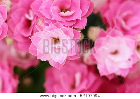 Kalanchoe Flower Blossoms